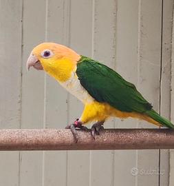 Caicco testa gialla singolo