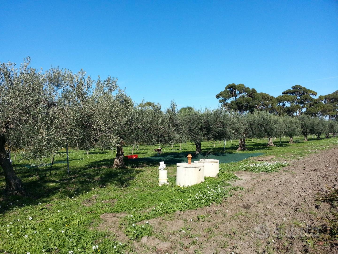 Terreno Uliveto di 3.640 mq zona Fontanasalsa - Vista 4
