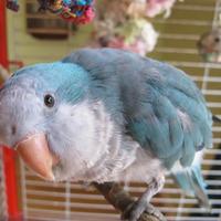 Parrocchetto monaco bleu malva e non solo