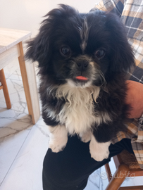 Cucciolo pechinese di 3 mese