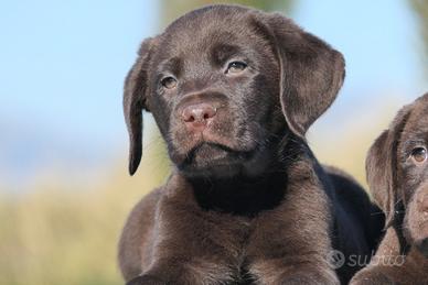 Cuccioli di Labrador Retriever