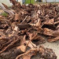 Radici di ulivo spaccate