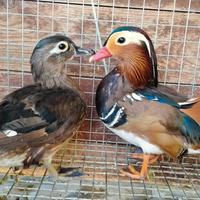 Coppia di anatre ornamentali