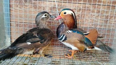 Coppia di anatre ornamentali