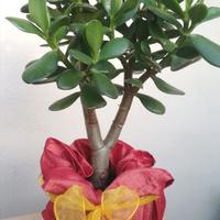 Albero di giada o crassula ovata