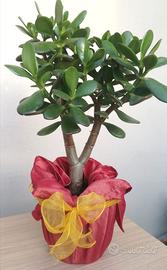 Albero di giada o crassula ovata