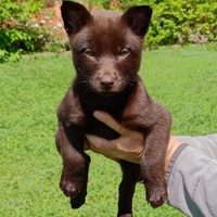 Cuccioli Australian kelpie
