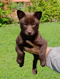 Cuccioli Australian kelpie