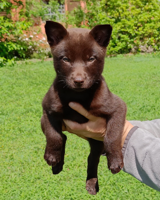 Cuccioli Australian kelpie