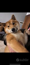 Shiba X Accoppiamento