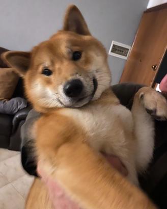 Shiba X Accoppiamento