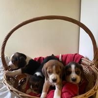 Cuccioli di beagle