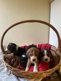 Cuccioli di beagle