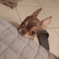 Chiwawa