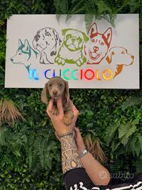 Cuccioi bassotti nani M e F