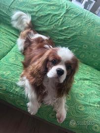 Cavalier king Spaniel disponibile per monta