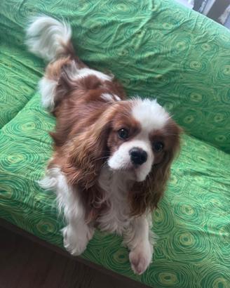 Cavalier king Spaniel disponibile per monta