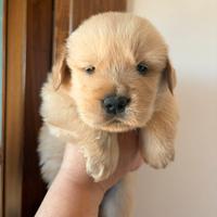 Golden retriever americani