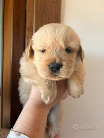 Golden retriever americani