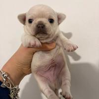 Chihuahua pedigree ENCI