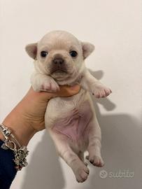 Chihuahua pedigree ENCI