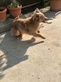 Regaliamo cucciolo di un anno