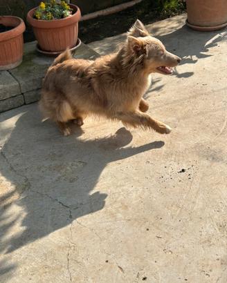 Regaliamo cucciolo di un anno