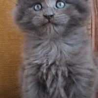 Cuccioli di Maine Coon