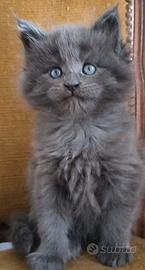 Cuccioli di Maine Coon