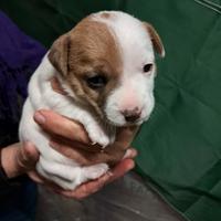 Cuccioli di Jack Russell