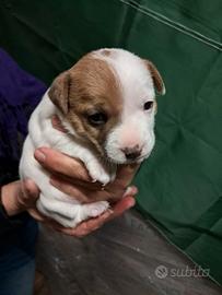 Cuccioli di Jack Russell