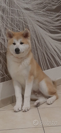 Gratis Akita inu