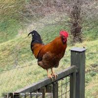 Gallo multicolore giovane