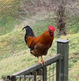 Gallo multicolore giovane