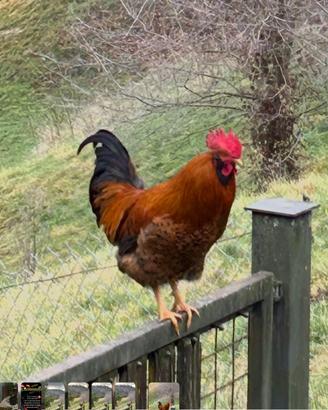 Gallo multicolore giovane