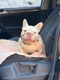 Bulldog francese