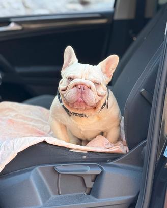 Bulldog francese
