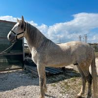 Cavallo Andaluso