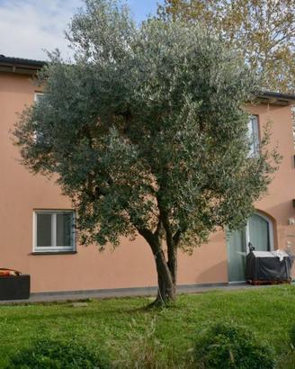 Villa di 180 m² con più di 5 locali a San Giuliano