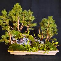 Bonsai Foresta Boschetto Buddha 