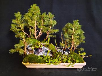 Bonsai Foresta Boschetto Buddha 