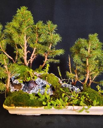 Bonsai Foresta Boschetto Buddha 