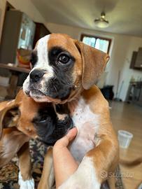 Cuccioli di Boxer