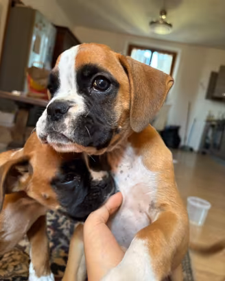 Cuccioli di Boxer