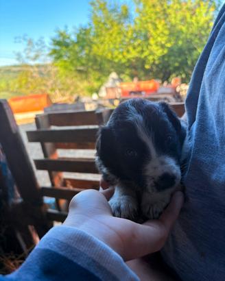 Incrocio cuccioli Border Collie