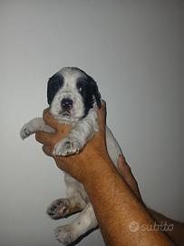 Cuccioli setter inglese bianco e nero e tricolore