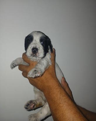 Cuccioli setter inglese bianco e nero e tricolore