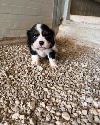 Cavalier king