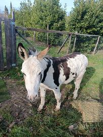 Asino di 3 anni non sterilizzato