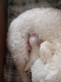 Cuccioli maltese